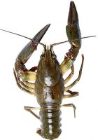 Profilový obrázek uživatele